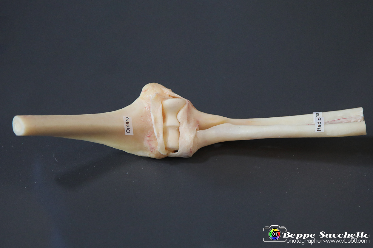 VBS_3084 - Articolazione del gomito - Mostra Body Worlds.jpg